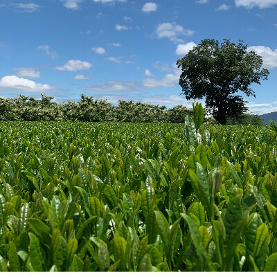熊本県美里町産　GABA烏龍茶(3gティーバッグ×15P)3個
