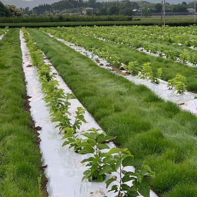 熊本県美里町産　有機栽培認証　桑の葉茶(100g×2個)