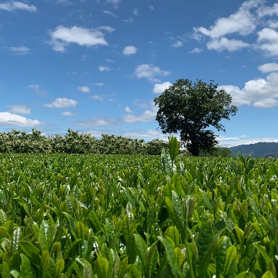 熊本県美里町産　GABA紅茶(3gティーバッグ×15P)3個