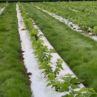 熊本県美里町産　有機栽培認証　桑の葉茶(1gパウダー×30P)2個