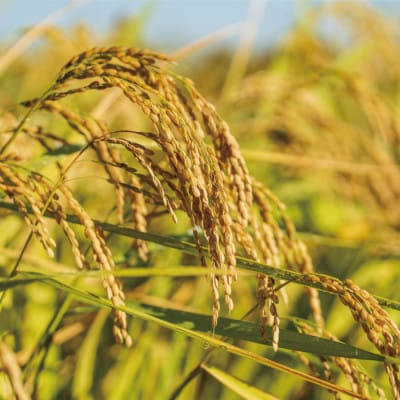 【令和7年産】九州のお米食味コンクール2年連続優勝!熊本県美里町のお米ヒノヒカリ玄米　10kg×1袋