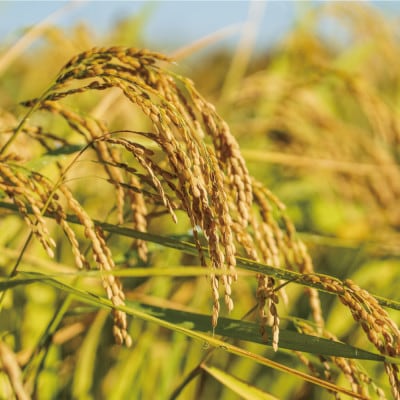 【毎月定期便】九州のお米食味コンクール2年連続優勝!ヒノヒカリ5kg全3回