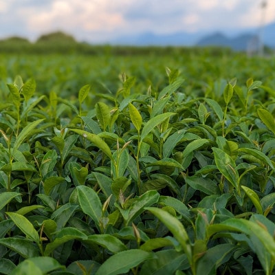 熊本県美里町産【JAS有機認証】GABA紅茶(3gティーバッグ 15袋)2個