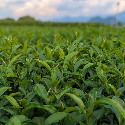 熊本県美里町産【JAS有機認証】生姜紅茶(2gティーバッグ 20袋)2個