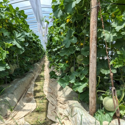 【希少】【数量限定】熊本県 美里町 「恋人メロン」 計2.8kg以上(2玉～3玉) 【上田農園】