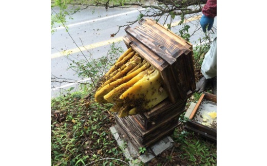 【数量限定】熊本県 美里町 ニホンミツバチ ハチミツ 純蜜 240g×2個【中蓮寺農園】