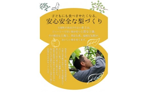 さかもと果樹園の玉東梨 約3kg (3玉-10玉前後) 《8月中旬-9月末頃出荷》【日付指定・品種指定不可】 ---sg_csksyun_bc8_r8_12000_3kg---