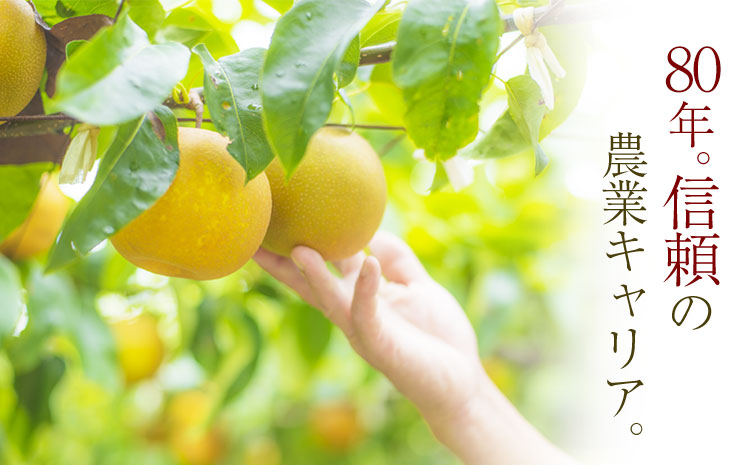 【日付指定不可】 『松田農園』の くまもと 梨 約2kg 熊本県玉名郡玉東町『松田農園』なし 《7月下旬-9月末頃出荷》---sg_cmatsunashi_cf79_r7_10000_2kg---