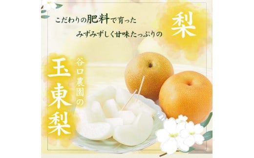 『谷口農園』の玉東梨 《8月中旬-10月上旬頃出荷》約3kg前後(約4-10玉前後)  【日付指定・品種指定不可】『谷口農園』---sg_ctaninashi_g810_r7_12000_3kg---