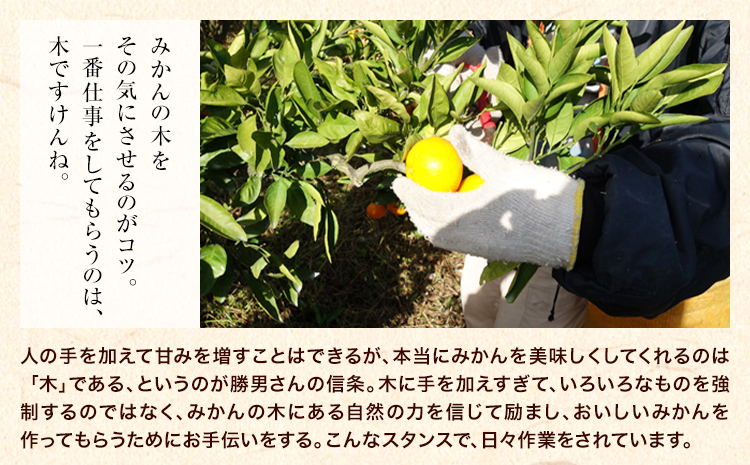 ご家庭用『かっちゃんファーム』のご家庭用みかん★ 約10kg【2S-2Lサイズ(大小サイズ混合)】 自然本来のおいしさ！《1月上旬-1月末頃出荷》---sg_kmkn2s2l_ac1_25_10000_10kg---