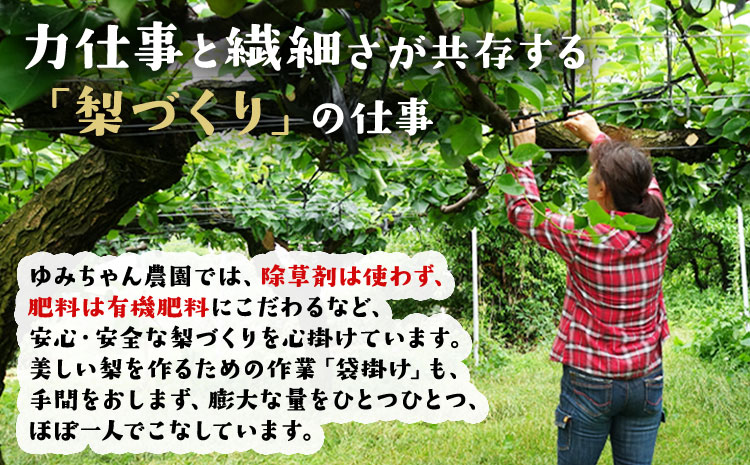 ゆみちゃん農園の玉東梨 甘太梨 約3kg(3～10玉前後) 《2026年8月下旬-10月上旬頃出荷》  梨 なし 果物 フルーツ---sg_cyumikanta_l810_r8_13000_3kg---