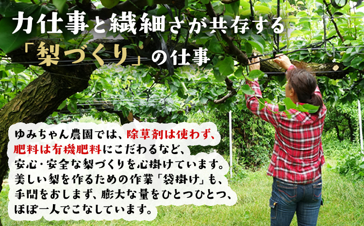 ゆみちゃん農園の玉東梨 約3kg(3～10玉前後) 《2026年8月下旬-10月上旬頃出荷》  梨 なし 果物 フルーツ---sg_cyuminashi_l810_r8_12500_3kg---