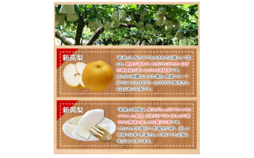 【日付指定不可】『清田果樹園』の原倉梨 《9月上旬-10月上旬頃出荷》 約5kg 6-14玉前後  あきづき 豊水梨 熊本---sg_ckiyotanashi_ad9_r7_14000_5kg--- st-p