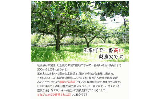 『坂西果樹園』の豊水梨 たっぷり約5kg(8-15玉前後)こだわり抜かれた栽培方法！《8月中旬-9月中旬頃出荷》  なし 豊水  ---sg_csknasi_q8_r8_14500_5kg---