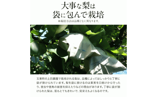 『上田農園』の玉東梨 《8月中旬-10月上旬頃出荷》 約3kg 3-10玉前後 『上田農園』なし ---sg_cuedanashi_g810_r7_12000_3kg---