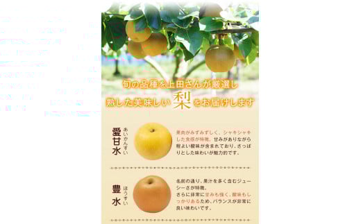 玉東梨(旬の品種をお届けします)約3kg(4玉～10玉) なし 果物上田果樹園 《7月下旬-9月下旬頃出荷》---sg_cuednasi_p79_r7_12000_3kg---