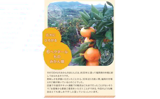 『松田農園』のみかんたっぷり約5kg (S-2Lサイズ)《11月上旬-1月下旬頃出荷》 手間暇かけたこだわりのミカン---sg_mtdmikan_ak111_r7_12500_5kg---