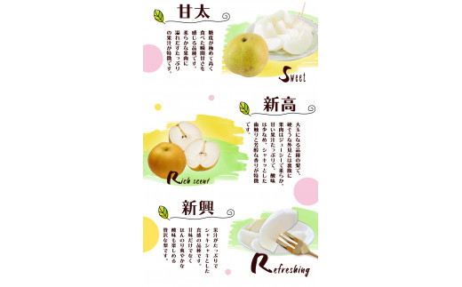 坂村梨園 玉東梨  約5kg(5～18玉前後) 梨 なし  《8月中旬-11月上旬頃出荷》【配送不可地域あり】---sg_cmuranashi_g811_r7_15500_5kg---