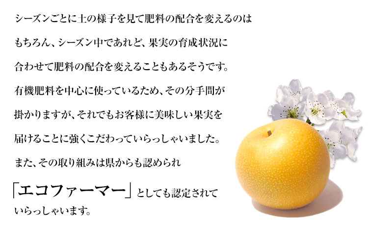 【日付指定不可】 『松田農園』の くまもと 梨 約2kg 熊本県玉名郡玉東町『松田農園』なし 《7月下旬-9月末頃出荷》---sg_cmatsunashi_cf79_r7_10000_2kg---