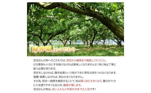 『緑伸園』の大玉 夕焼け太秋柿 《11月上旬-12月上旬頃出荷》 約2.5kg 4-7玉前後 　柿 【クール便】---sg_cryokukaki_h11_r8_13500_5kg---