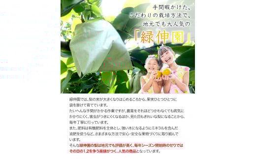『緑伸園』旬の梨(旬の品種をお届けします！) 《8月中旬-9月下旬頃出荷》 約5kg 6-13玉前後入り 果物---sg_cryokunashi_k8_r7_14000_5kg---