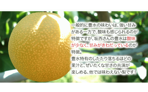 『坂西果樹園』の豊水梨 たっぷり約5kg(8-15玉前後)こだわり抜かれた栽培方法！《8月中旬-9月中旬頃出荷》  なし 豊水  ---sg_csknasi_q8_r8_14500_5kg---