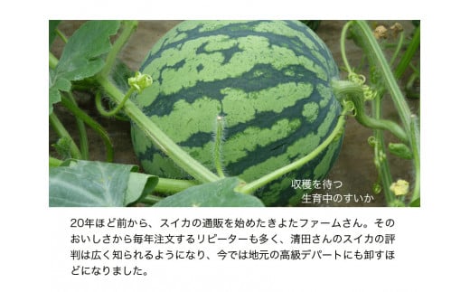 【先行予約】『きよたファーム』のすいか 1玉約8～10kg 熊本県玉名郡玉東町『きよたファーム』すいか フルーツ 《2026年5月下旬-6月下旬頃出荷》---sg_kfsuika_p5_r7_13500_1p---