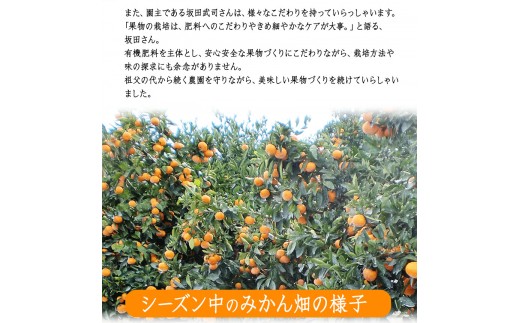 ご家庭用訳あり 『坂田農園』のご家庭用みかん 大容量 約10kg(2S-2Lサイズ)《10月上旬-1月末頃出荷》 ---sg_sktwmk_af101_25_11000_10kg---