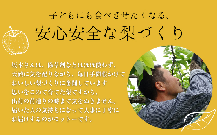 さかもと果樹園の玉東梨 甘太梨 約5kg (6玉-18玉前後) 《9月中旬-9月下旬頃出荷》【日付指定・品種指定不可】 熊本県玉名郡玉東町 梨 なし 果物 フルーツ 甘太---sg_cskknt_b9_r8_15500_5kg---