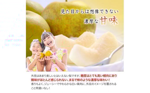 熊本県産『緑伸園』の秋麗梨 《8月上旬-8月下旬頃出荷》約3kg 5～9玉前後 なし麗 果物 デザート スムージーにも---sg_cryokushu_ab8_r7_13000_3kg---