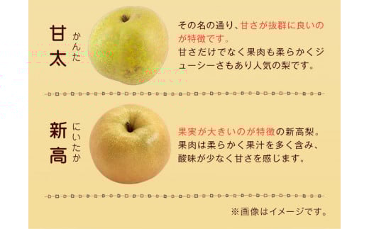 玉東梨(旬の品種をお届けします)約5kg(8玉-16玉) なし 果物上田果樹園 《7月下旬-9月下旬頃出荷》---sg_cuednasi_p79_r7_14500_5kg---