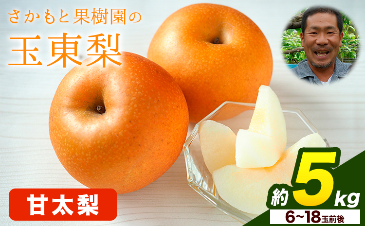 さかもと果樹園の玉東梨 甘太梨 約5kg (6玉-18玉前後) 《9月中旬-9月下旬頃出荷》【日付指定・品種指定不可】 熊本県玉名郡玉東町 梨 なし 果物 フルーツ 甘太---sg_cskknt_b9_r8_15500_5kg---