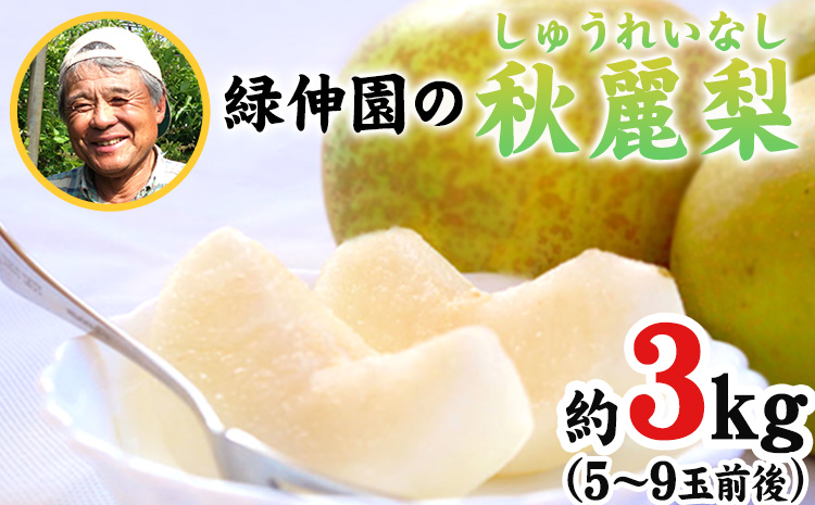 熊本県産『緑伸園』の秋麗梨 《8月上旬-8月下旬頃出荷》約3kg 5～9玉前後 なし麗 果物 デザート スムージーにも---sg_cryokushu_ab8_r7_13000_3kg---