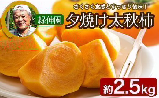 『緑伸園』の大玉 夕焼け太秋柿 《11月上旬-12月上旬頃出荷》 約2.5kg 4-7玉前後 　柿 【クール便】---sg_cryokukaki_h11_r8_13500_5kg---
