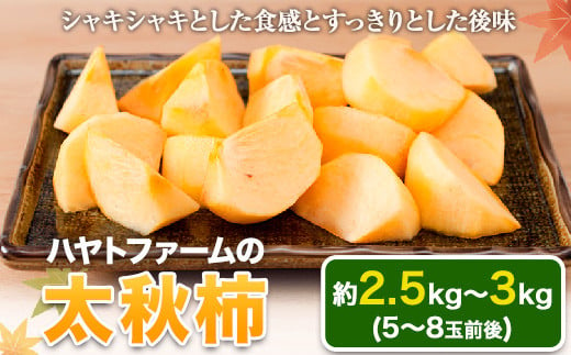 『ハヤトファーム』の太秋柿! 約2.5kg〜3kg 5-8玉前後 [10月中旬-11月中旬頃出荷] 柿---sg_hayatokaki_q10_24_11000_3kg---