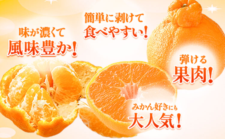 ご家庭用 デコみかん 約2.5kg 6～12玉前後《2026年2月上旬-4月末頃出荷》デコポン（不知火）と同品種 熊本県産 熊本県 長洲町 訳あり---ng_dkmkn_af24_r7_7000_2500g---