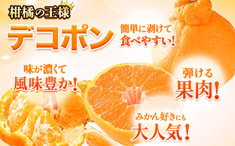ご家庭用 デコポン デコポン約2.5kg前後(約6-12玉前後)《2026年2月上旬-4月末頃出荷》不知火 熊本県産 熊本県 長洲町 糖度13度以上---ng_deko_af24_r7_8000_2500g----