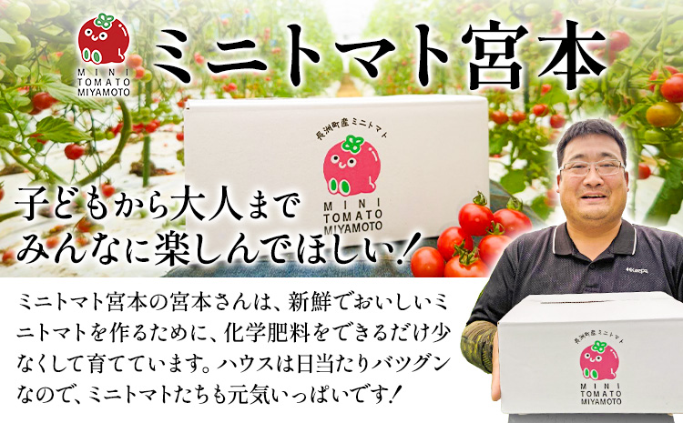 ミニトマト とれたてミニトマト 2kg トマト 野菜 サラダ ダイエット おやつ パスタ マリネ 有機肥料 ミニトマト宮本《1月中旬-6月中旬頃出荷》 熊本県 長洲町 送料無料 トマト とまと 野菜 国産 熊本県産---sn_miyamtmt_q16_r7_10000_2k---