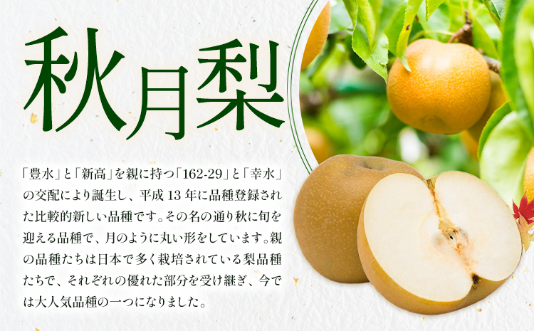 梨 秀品 秋月梨 約10kg（10～24玉） 日本フルーツ《8月下旬-9月末頃出荷》熊本県 長洲町 なし 梨 果物 フルーツ デザート ギフト ご贈答---sn_cnfakn_cf89_25_27500_10kg---
