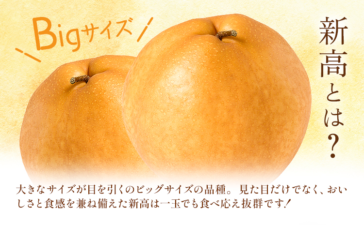 【2026年先行予約】 新高梨 約5kg（6～16玉） 日本フルーツ株式会社《9月上旬-10月上旬頃出荷》熊本県 長洲町 新高梨 梨 果物 フルーツ スイーツ デザート ギフト ご贈答---sn_nfntn_ad9_r8_16500_5kg---