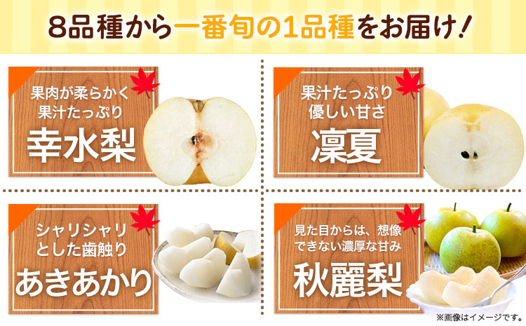 梨 完熟梨 和梨 なし フルーツ 果物 旬 秋 ( 幸水 凛夏 あきあかり 秋麗 あきづき 豊華 新高 新興 のいずれか) 約4.5~ 5kg (8～14玉) 熊本県長洲町産 竹下果樹園《8月中旬-10月下旬頃出荷》果物 なし---sn_ctknasi_k810_24_14000_5kg---st-p