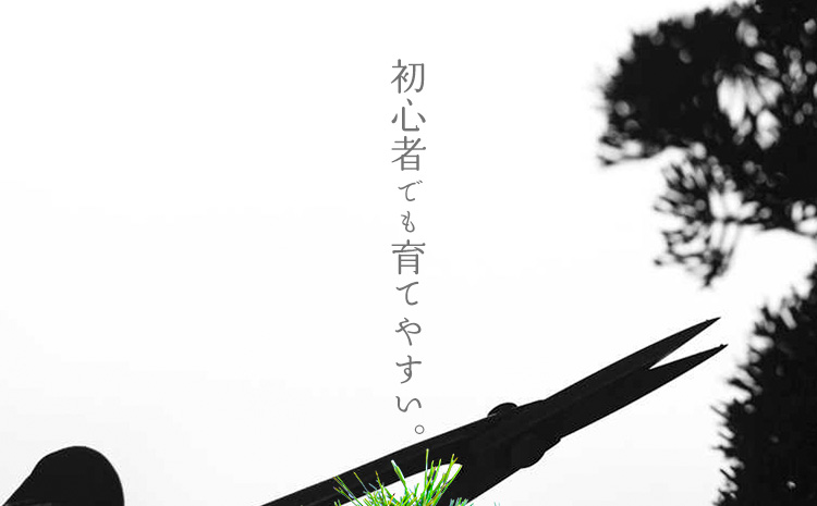 樹心園 赤松 盆栽《30日以内に出荷予定(土日祝除く)》あかまつ 盆栽作家 徳永功---sn_kgkrakmt_30d_r7_53500_1p---