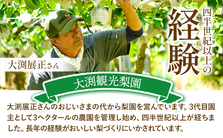 梨 完熟梨  約5kg (8～18玉) あきづき 新高梨 新興梨 大渕観光梨園《9月上旬-12月中旬頃出荷》---sn_obcns_ae912_r7_14500_5kg---