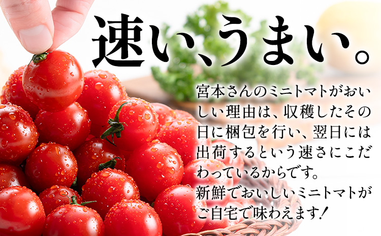 ミニトマト とれたてミニトマト 2kg トマト 野菜 サラダ ダイエット おやつ パスタ マリネ 有機肥料 ミニトマト宮本《1月中旬-6月中旬頃出荷》 熊本県 長洲町 送料無料 トマト とまと 野菜 国産 熊本県産---sn_miyamtmt_q16_r7_10000_2k---