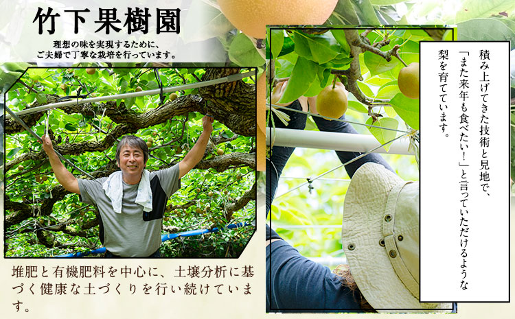 梨 甘太梨 和梨 なし フルーツ 果物 旬 秋 約3.5~ 4kg 長洲町産 竹下果樹園《9月上旬-9月下旬頃出荷》熊本県 長洲町 果物 なし かんた---sn_ctkknt_ab9_24_13000_4kg---st-p