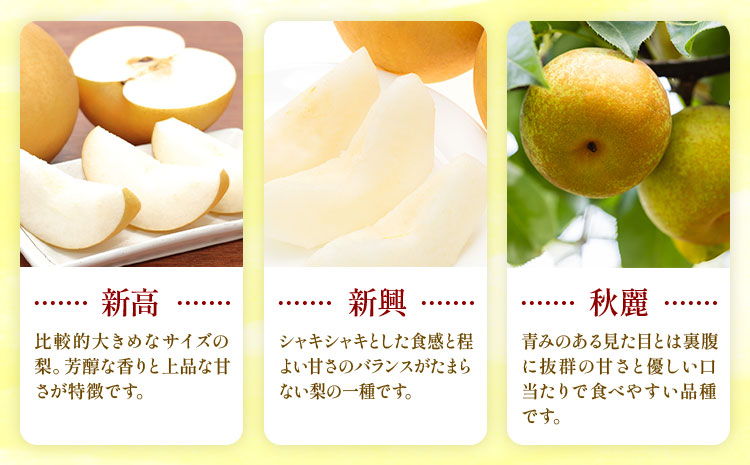 【2026年先行予約】おまかせ梨 秀品 約10kg 日本フルーツ《8月上旬-10月上旬頃出荷》熊本県 長洲町 なし 梨 果物 フルーツ デザート ギフト ご贈答---sn_cnfomn_ad810_r8_27500_10kg---