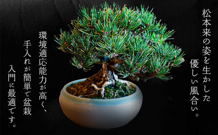 樹心園 五葉松 盆栽《30日以内に出荷予定(土日祝除く)》ごようまつ 盆栽作家 徳永功---sn_kgkrgoym_30d_r7_60000_1p---