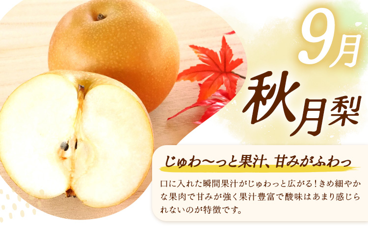 【3ヶ月定期便】梨 定期便 秀品 3ヶ月連続 梨の定期便 スペシャル 計15kg 日本フルーツ株式会社《8月上旬-10月末頃出荷》熊本県 長洲町 なし ナシ 豊水梨 秋月梨 新高梨 果物 フルーツ---sn_cnfzntei_49000_special_aug3---