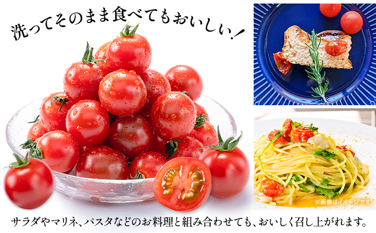 ミニトマト とれたてミニトマト 2kg トマト 野菜 サラダ ダイエット おやつ パスタ マリネ 有機肥料 ミニトマト宮本《1月中旬-6月中旬頃出荷》 熊本県 長洲町 送料無料 トマト とまと 野菜 国産 熊本県産---sn_miyamtmt_q16_r7_10000_2k---