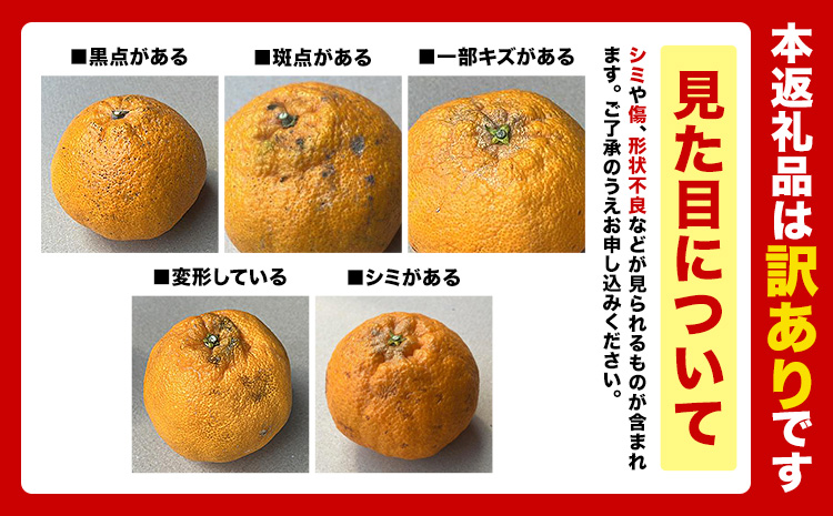 ご家庭用 デコみかん 約2.5kg 6～12玉前後《2026年2月上旬-4月末頃出荷》デコポン（不知火）と同品種 熊本県産 熊本県 長洲町 訳あり---ng_dkmkn_af24_r7_7000_2500g---